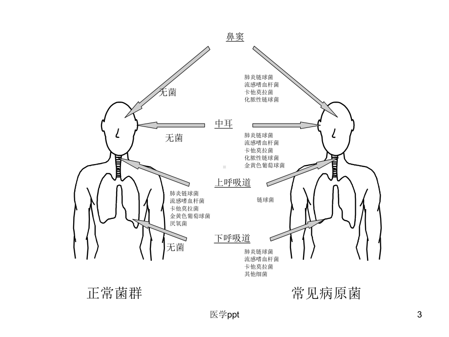 肺部感染时抗生素的临床应用课件.ppt_第3页