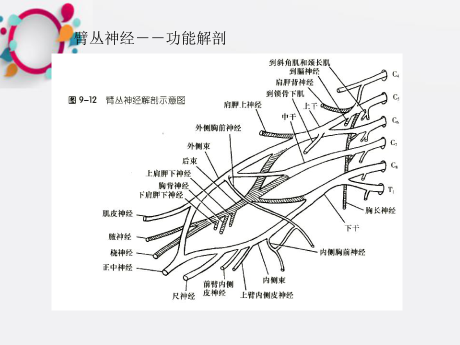 《臂丛神经损伤》课件.ppt_第2页