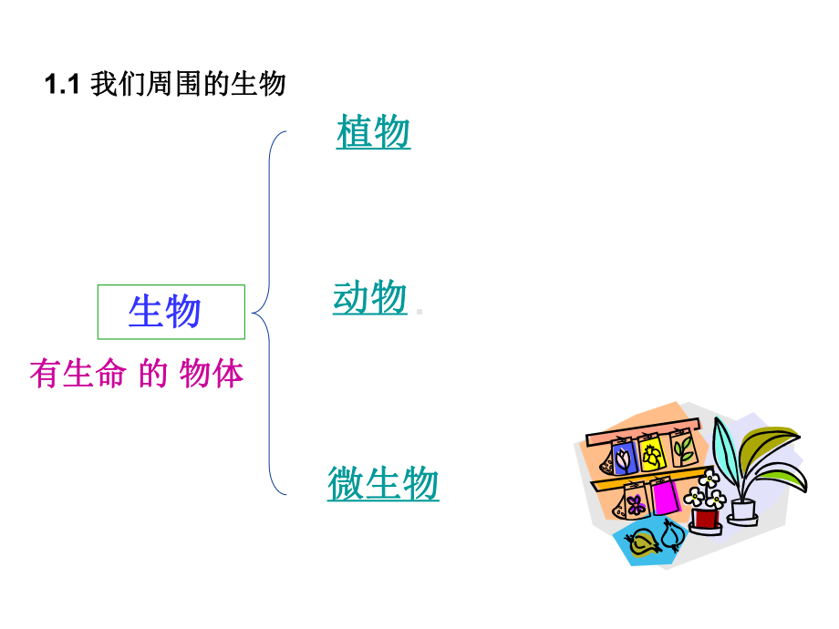 苏教版生物七年级上册期末复习课件.ppt_第2页