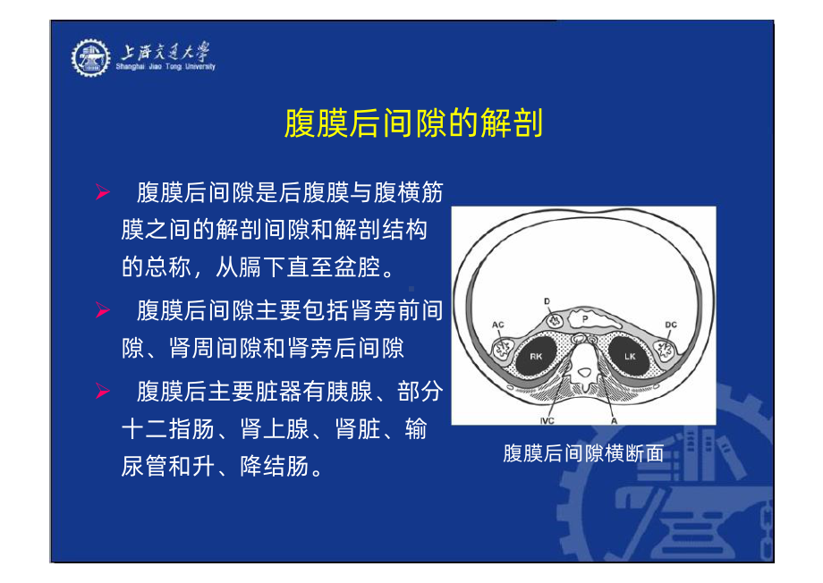 腹膜后间隙病变的影像诊断课件.ppt_第2页