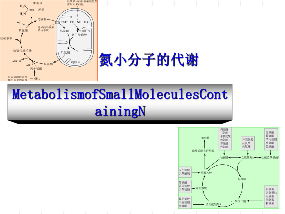 动物生物化学-11-含氮小分子代谢王镜岩邹思湘课件.ppt_第1页