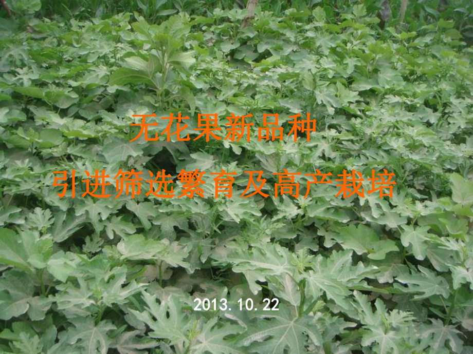 无花果高产栽培(参考)课件.ppt_第1页