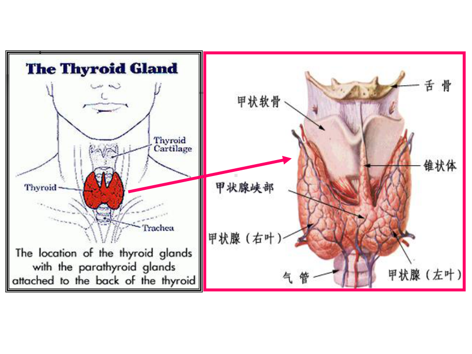 （复旦大学华山医院内科学习）自身免疫性甲状腺疾病研究进展课件.ppt_第2页