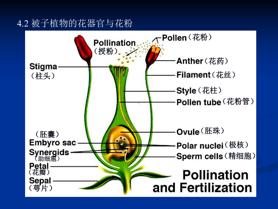 蜜蜂与人类健康课件.ppt_第2页