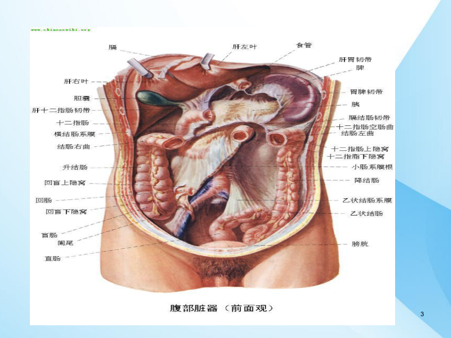 腹部围手术期护理课件.ppt_第3页