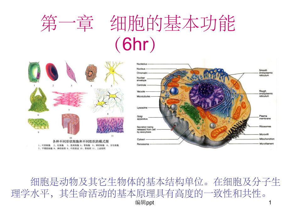 细胞膜的物质转运功能课件.ppt_第1页