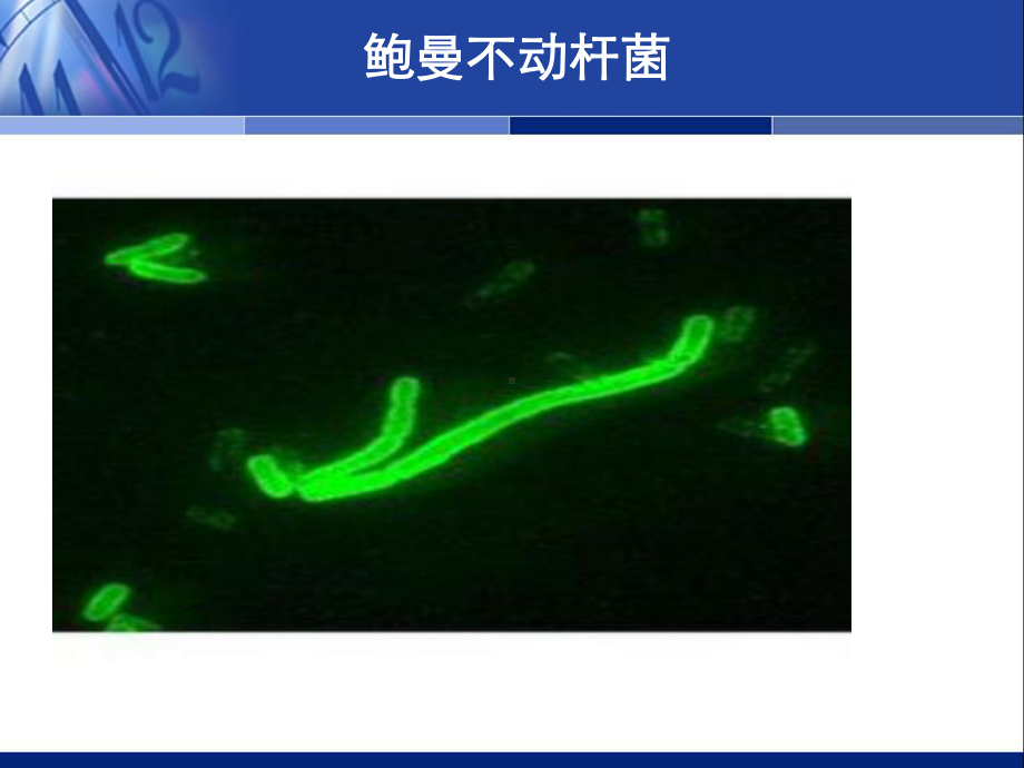 鲍曼不动杆菌感染诊治与防控专家与共识2014课件.ppt_第3页