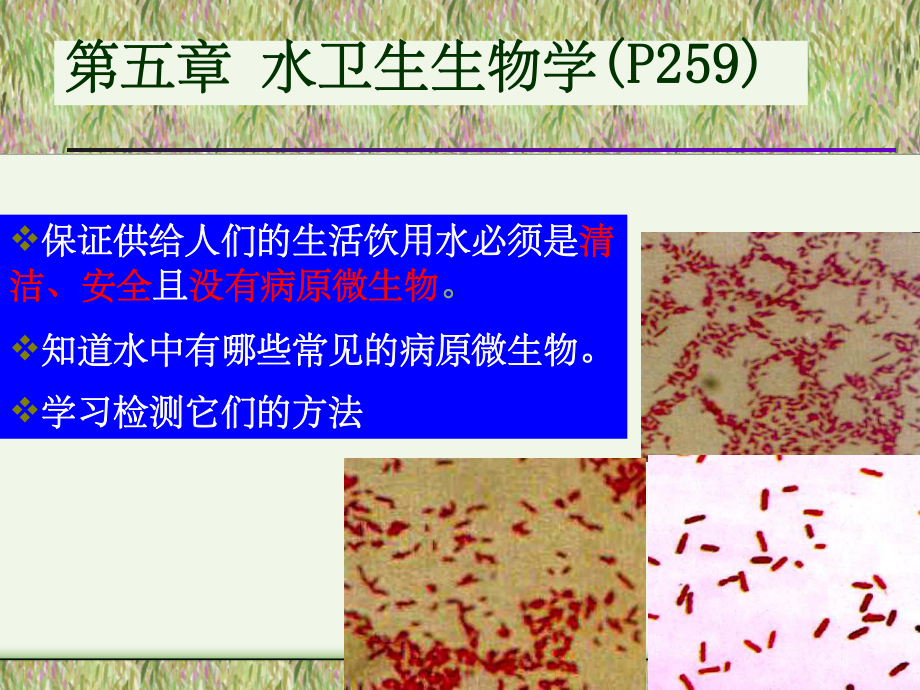 《水的卫生细菌学》课件.ppt_第1页