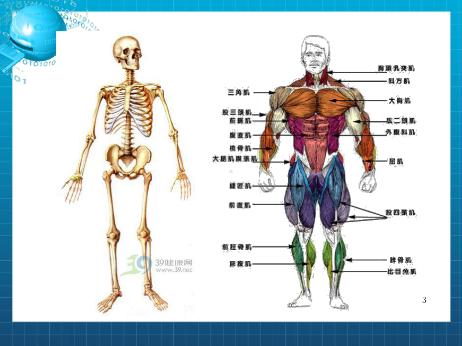 《健康体适能》课件.ppt_第3页