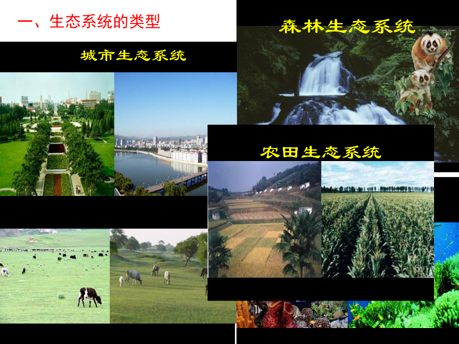 （公开课课件）生态系统的结构.ppt_第3页