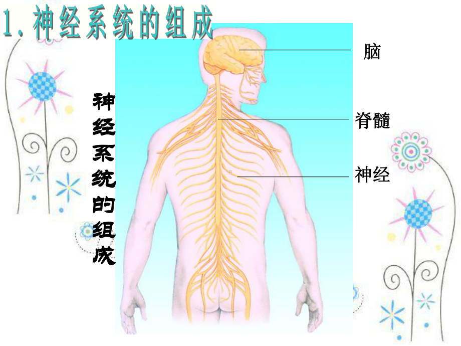 苏科版八上第十六章第一节人体的神经调节课件.ppt_第3页