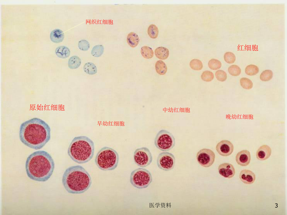 儿科学造血系统-课件.ppt_第3页