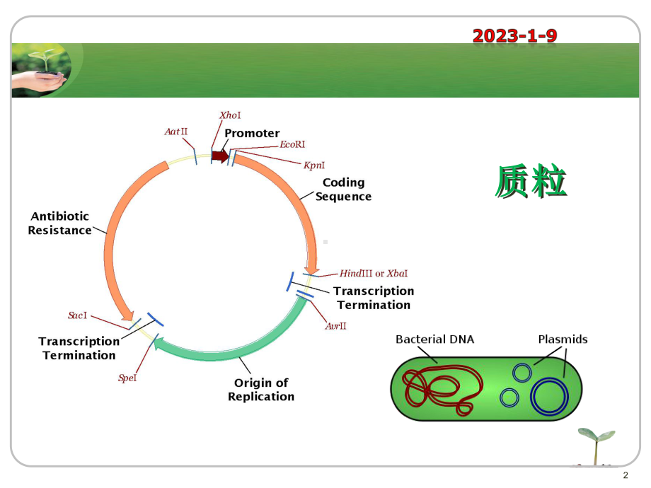 分子生物学-质粒课件.ppt_第2页