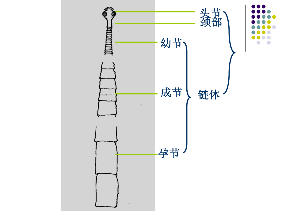 牛带绦虫肥胖带绦虫课件.pptx_第3页