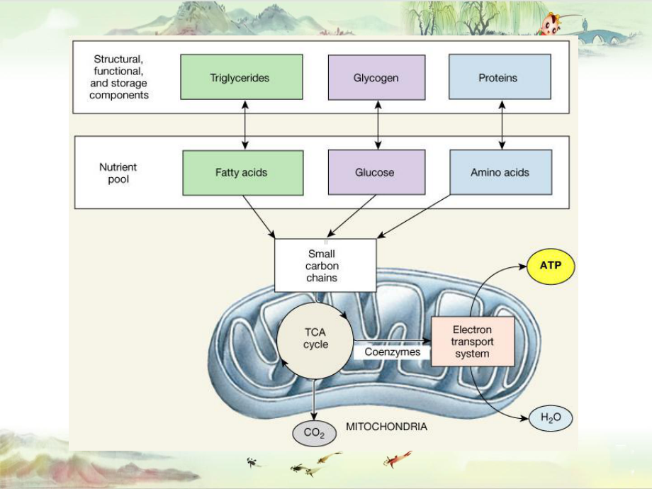 Metabolism-Overview&生物化学讲义课件.pptx_第2页