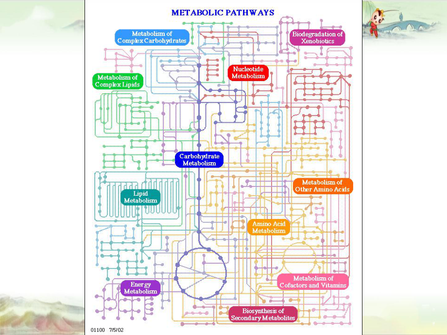 Metabolism-Overview&生物化学讲义课件.pptx_第3页