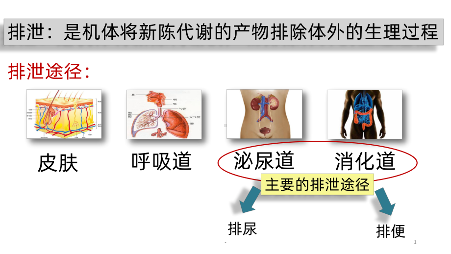 排便护理课件.pptx_第1页