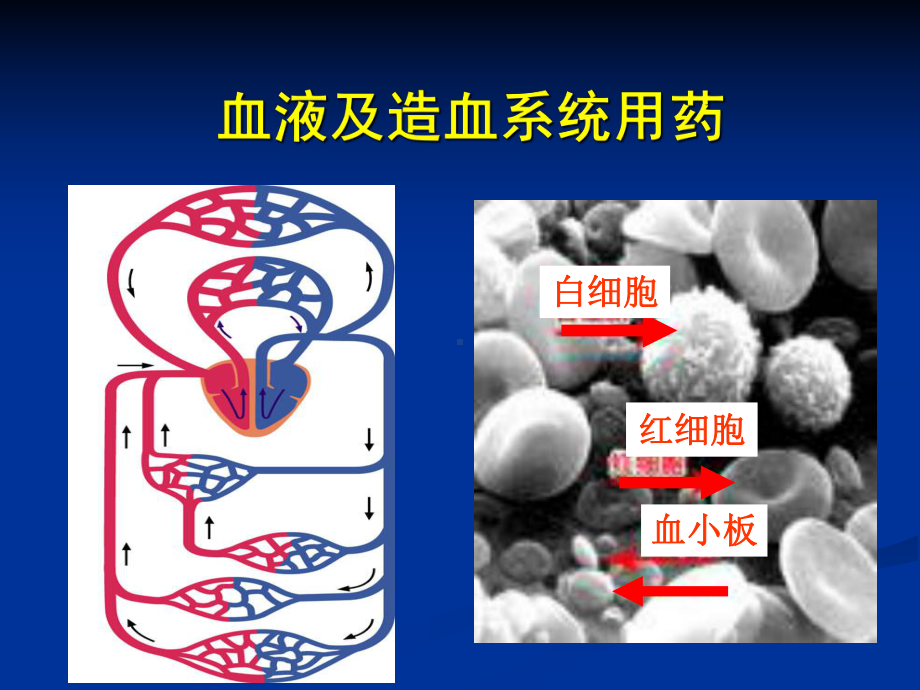 血液系统药物课件.ppt_第1页