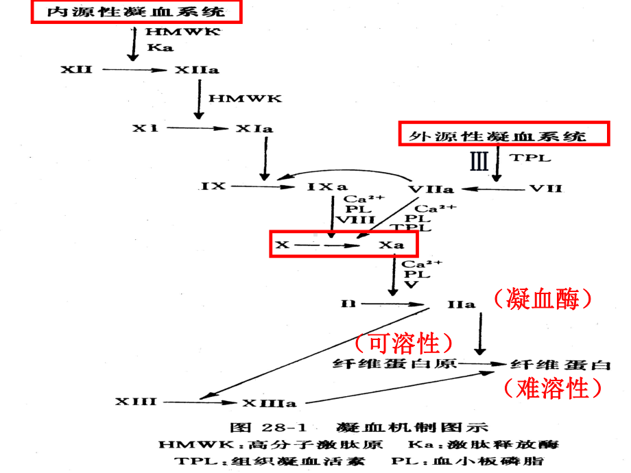 血液系统药物课件.ppt_第3页