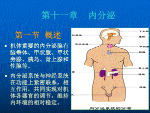 西北师范大学组织学课件-(71).ppt