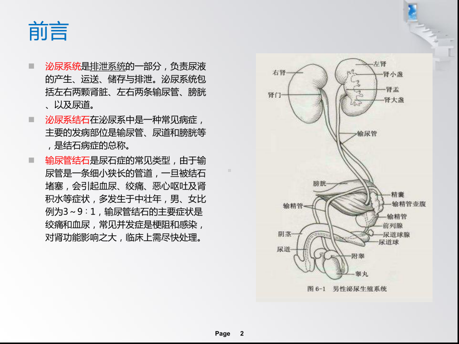 输尿管结石患者的护理查房1课件.pptx_第2页