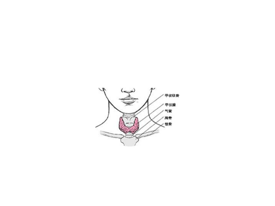 认识甲状腺课件.ppt_第2页