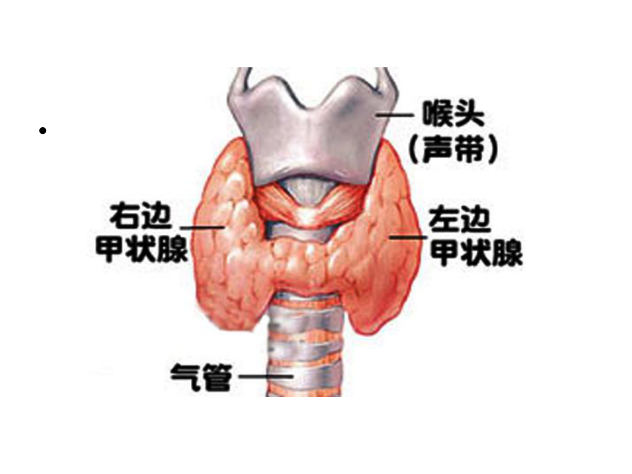 认识甲状腺课件.ppt_第3页