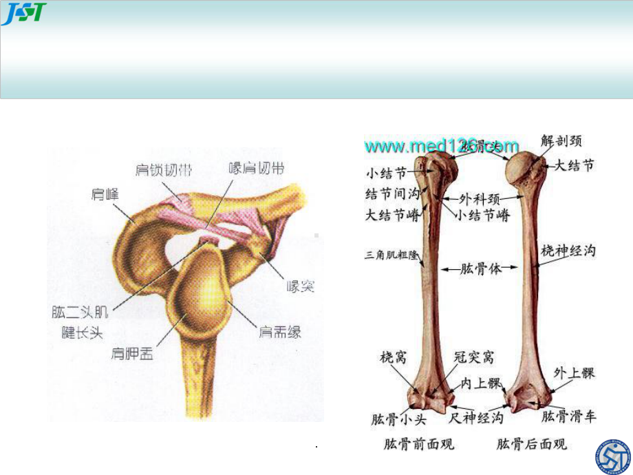 肩关节讲课课件.ppt_第3页