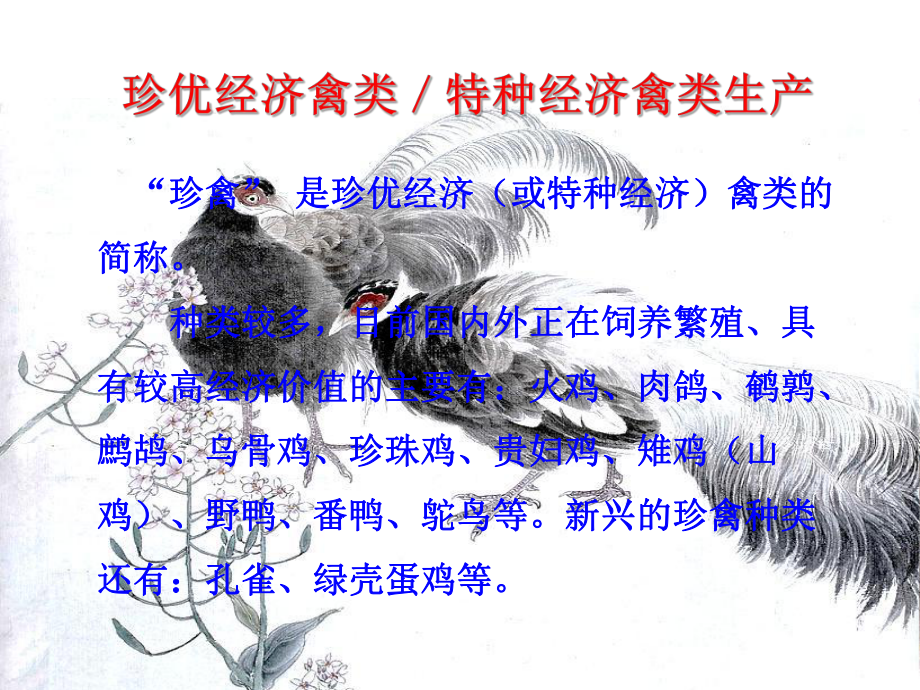 《特种养殖1鸽》课件.ppt_第1页