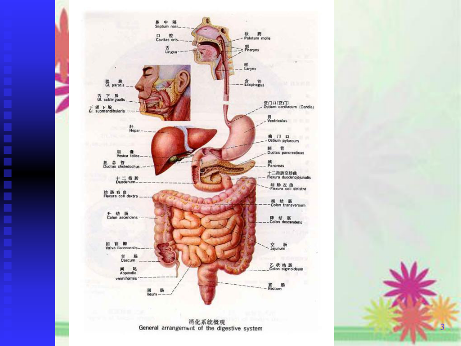 《人体解剖学》消化系统课件.ppt_第3页
