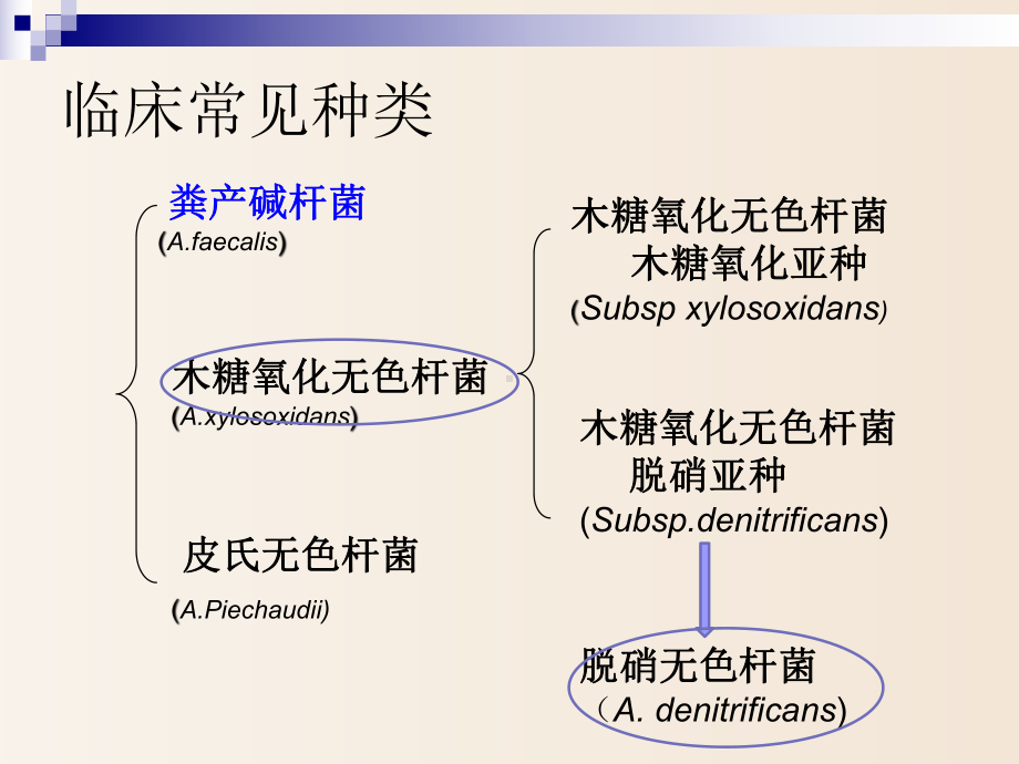 （临床微生物实验）产碱杆菌属和莫拉菌属课件.ppt_第3页