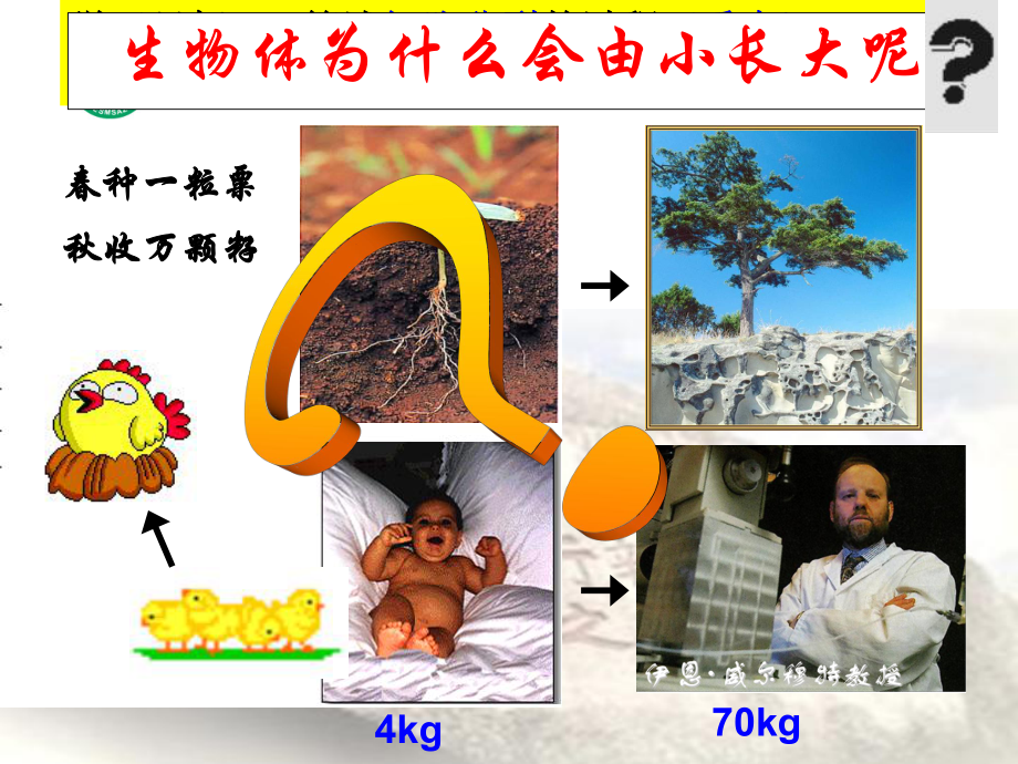 细胞通过分裂产生新细胞-课件-.ppt_第1页