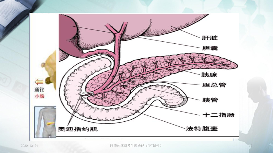 胰腺的解剖及生理功能(课件).ppt_第2页