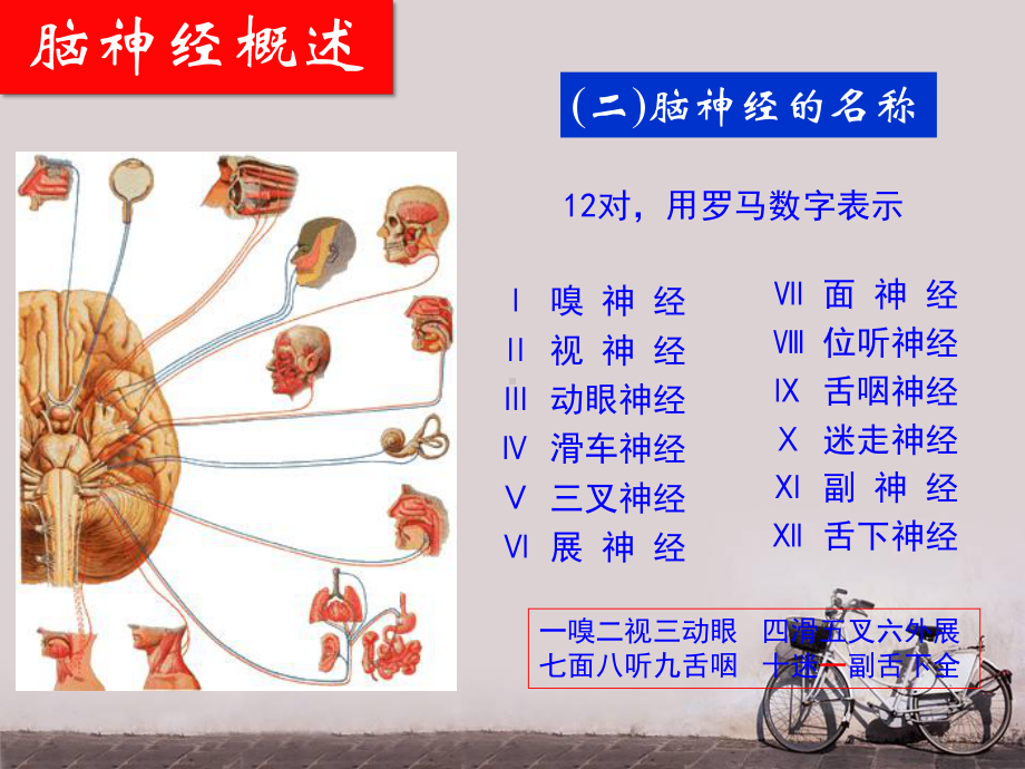 十二对脑神经-课件.ppt_第2页