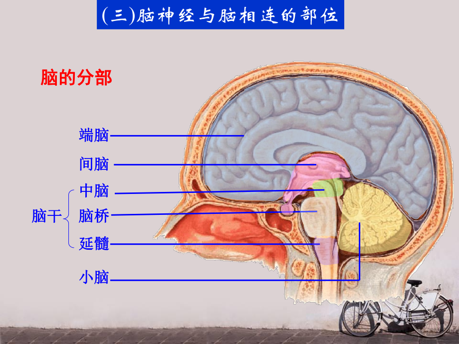 十二对脑神经-课件.ppt_第3页