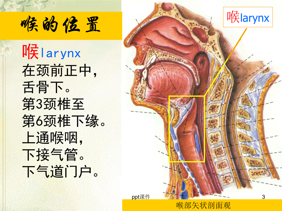 喉全切除手术配合-课件.ppt_第3页