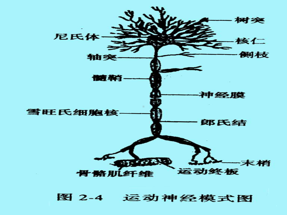 脱髓鞘疾病-孟红梅课件.ppt_第2页