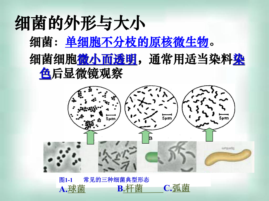 选修1微生物的实验室培养课件.ppt_第3页