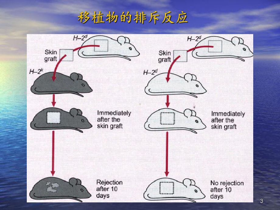 主要组织相容性抗原课件.ppt_第3页