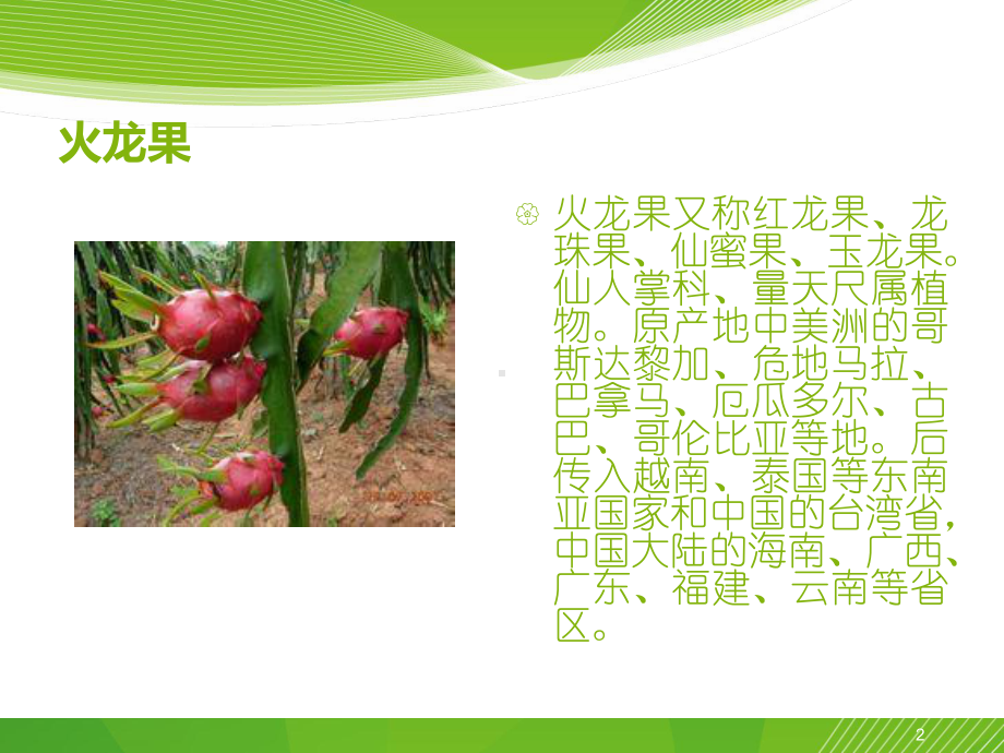 火龙果常见病害课件.ppt_第2页