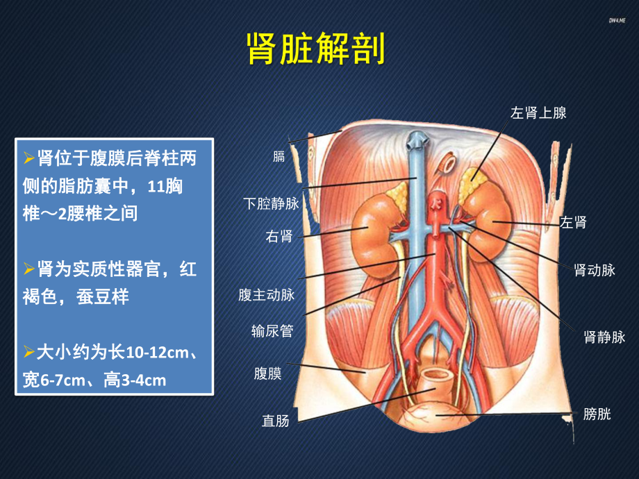 高血压与肾病-课件.ppt_第3页