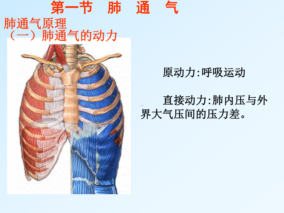 讲义第五章呼吸生理学课件.ppt_第3页