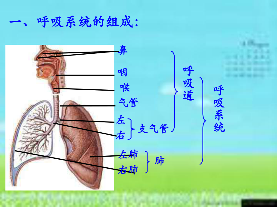 人教版七年级生物第三章人体的呼吸复习课件.ppt_第3页