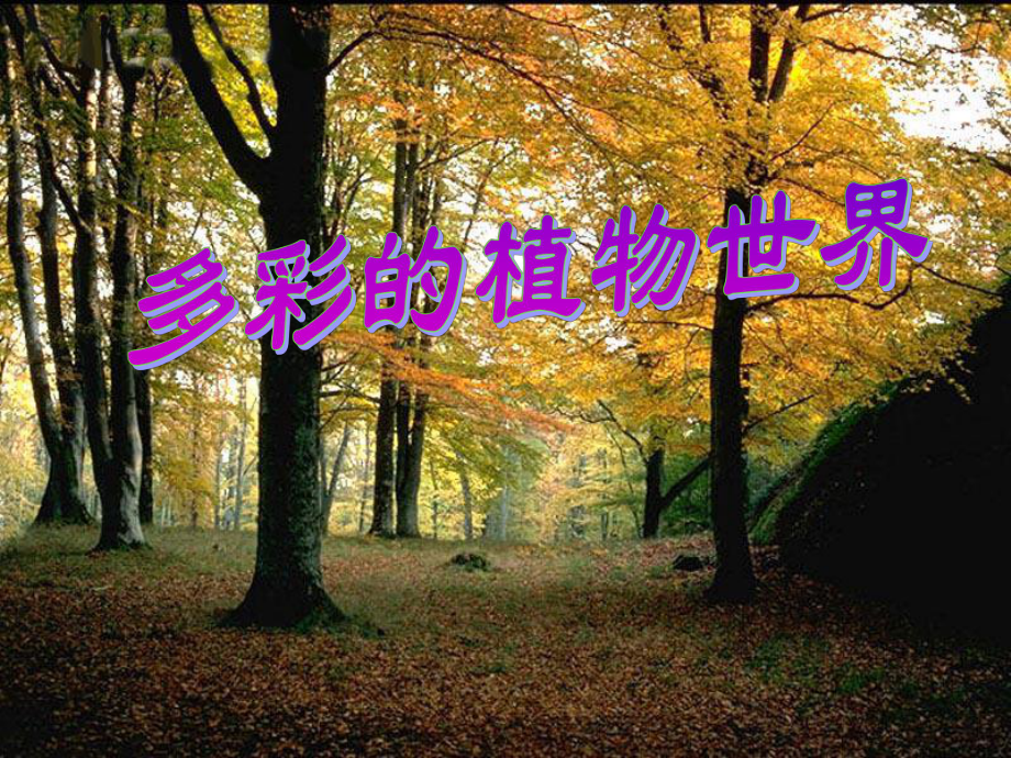 《植物世界》课件.ppt_第1页