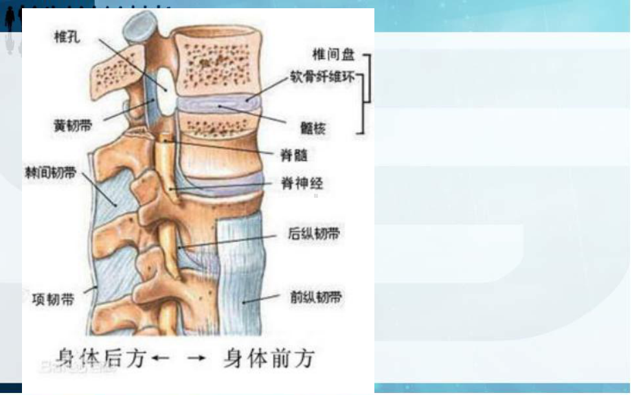 腰椎CT生理及病变教学课件.ppt_第3页