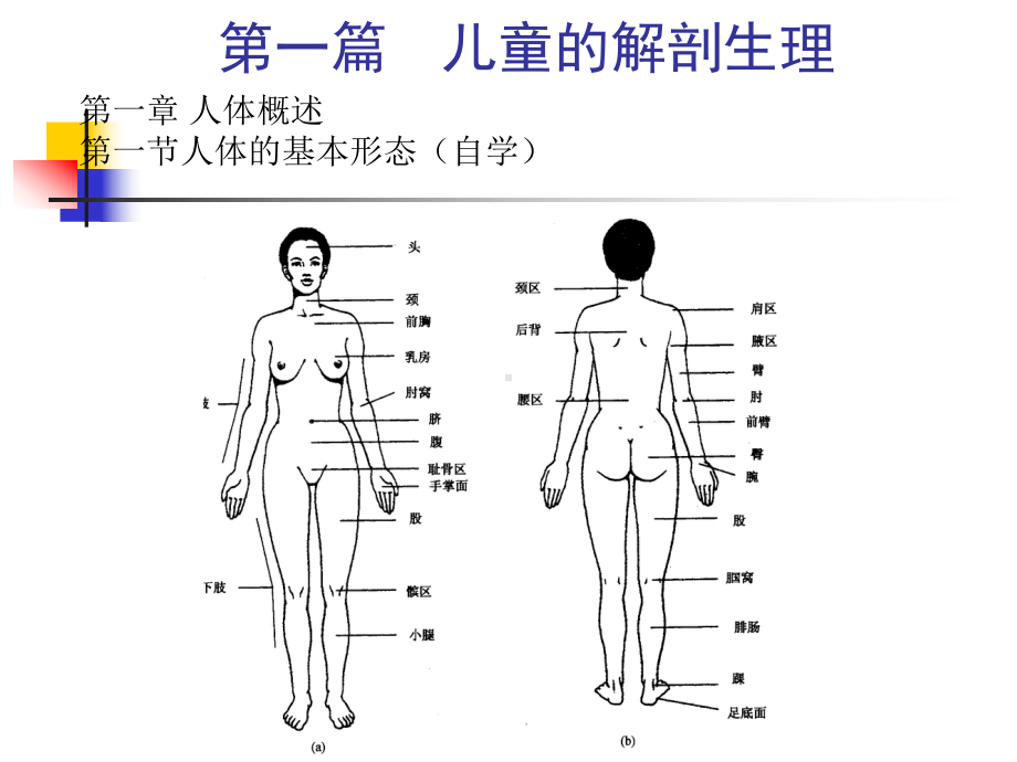 方案人体概述儿童运动系统结构功能及发育课件.pptx_第3页