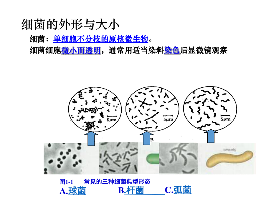 高中生物(人教版)微生物的实验室培养课件1.ppt_第3页