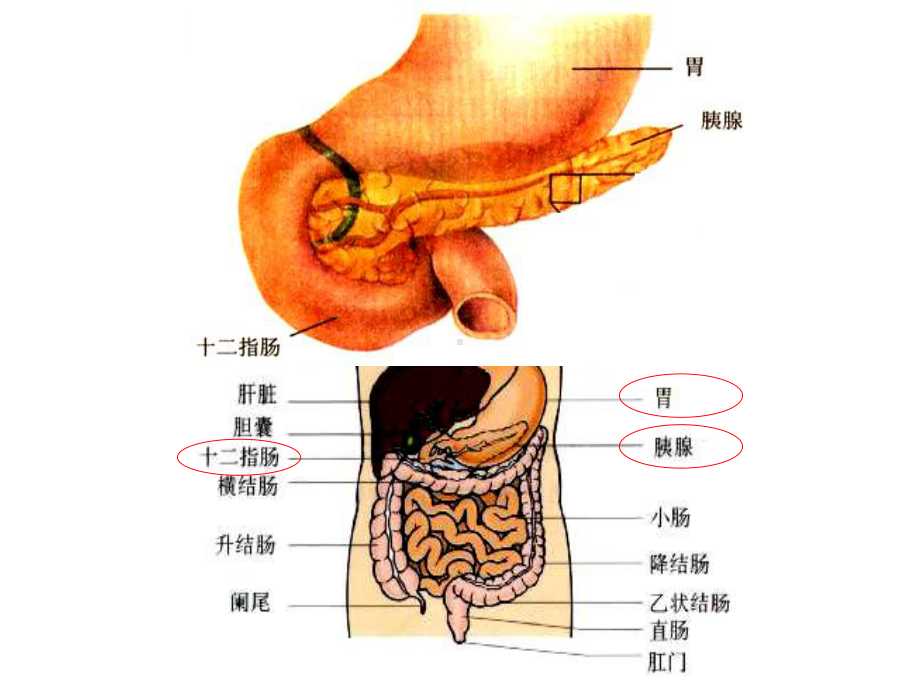 通过神经系统的调节-有动画课件.ppt_第3页