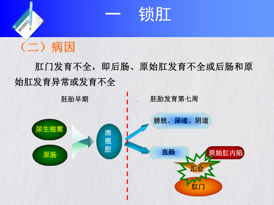 直肠及肛门疾病课件.pptx_第2页