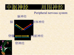 神经系统图解课件.ppt